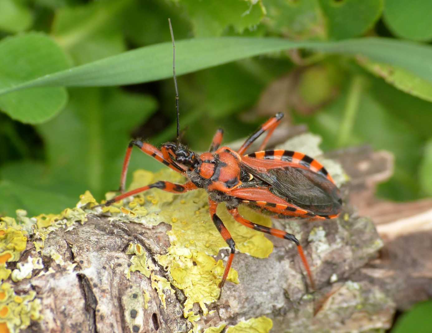 Rhinocoris cfr rubricus
